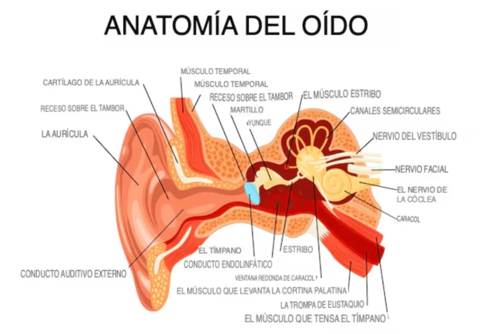Función del oído: 3 Etapas Esenciales para Entender Cómo Escuchas de Verdad 1 Audición