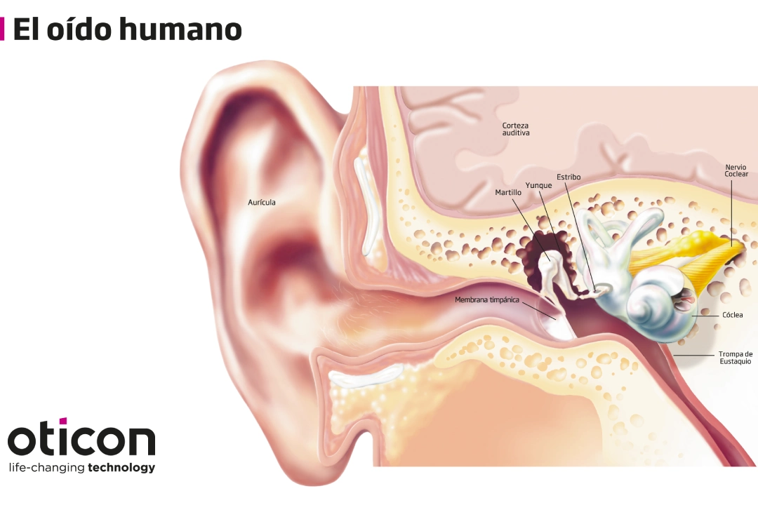Prótesis auricular 19 Función del oído: 3 Etapas Esenciales para Entender Cómo Escuchas de Verdad